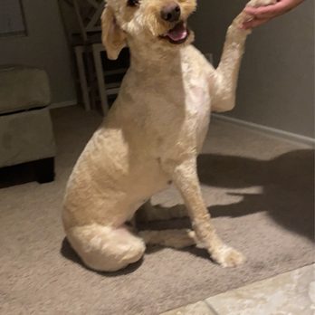 Paws R Us - Doggy - Pet Groomers Near Me - Henderson, Nevada Paws R Us - Doggy - Pet Groomers Near Me - Henderson, Nevada