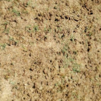 A1 Lawn Aeration - Aeration plugs - Lawn Services Near Me