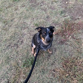 Libbit Park - ...and back on the leash cause I wanna chase cars. No fence to stop me! - Parks Near Me - Los Angeles, California Libbit Park - ...and back on the leash cause I wanna chase cars. No fence to stop me! - Parks Near Me - Los Angeles, California
