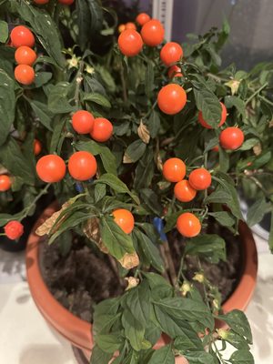 Garden Buffet by null