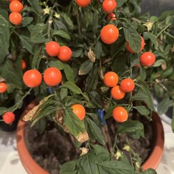 Garden Buffet - Garden buffet