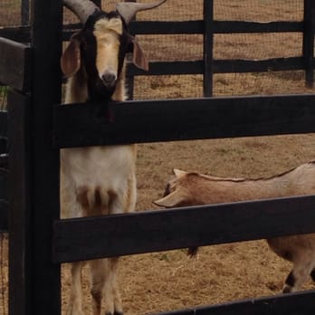 Alegre Farm - Goats - Summer Camps Near Me - Dacula, Georgia
