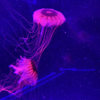 Jellyfish Museum - Jellyfish - Museums Near Me - Pompano Beach, Florida Jellyfish Museum - Jellyfish - Museums Near Me - Pompano Beach, Florida
