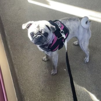 Preppie Pooch - Pet Groomers Near Me - Virginia Beach, Virginia