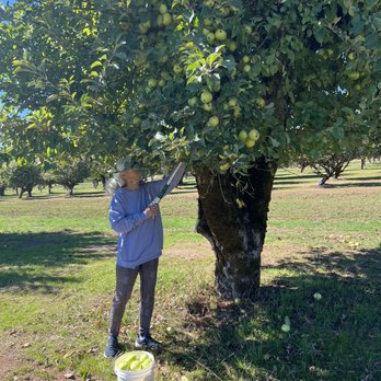 Sherwood Orchards - Picking golden delicious. - Do-It-Yourself Food Near Me - Sherwood, Oregon Sherwood Orchards - Picking golden delicious. - Do-It-Yourself Food Near Me - Sherwood, Oregon