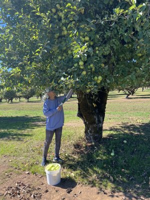 Sherwood Orchards by null