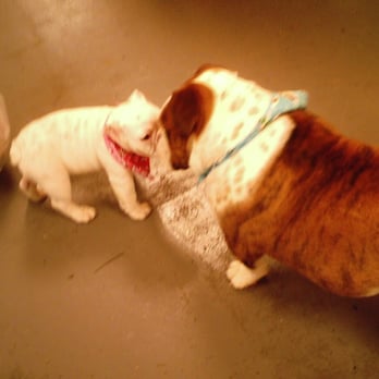 Sudzy Puppy - making friends - Pet Groomers Near Me - Naperville, Illinois Sudzy Puppy - making friends - Pet Groomers Near Me - Naperville, Illinois