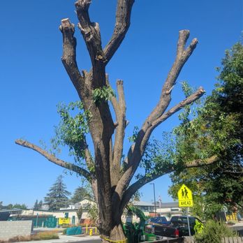 A J Tree Service - Tree Services Near Me - Sacramento, California