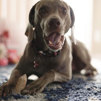 Grand Pet Hotel - Cinderella - Pet Groomers Near Me - Surprise, Arizona Grand Pet Hotel - Cinderella - Pet Groomers Near Me - Surprise, Arizona