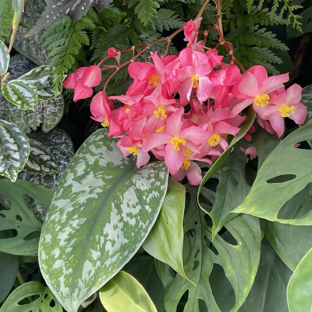 Amazon Spheres - Botanical Gardens Near Me - Seattle, Washington Amazon Spheres - Botanical Gardens Near Me - Seattle, Washington