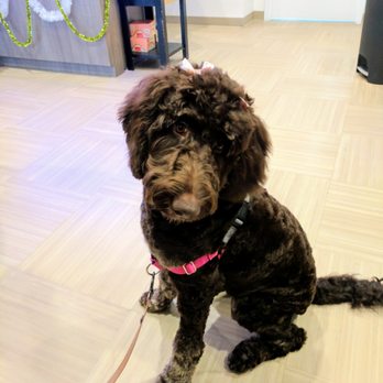 The Pup Camp - Daisy's first haircut today thanks to Carrie! - Dog Walkers Near Me - Gambrills, Maryland