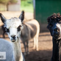 Llamas in love