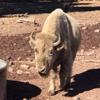 Bearizona - Zoos Near Me - Williams, Arizona Bearizona - Zoos Near Me - Williams, Arizona