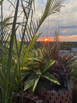 Lost Palm by null