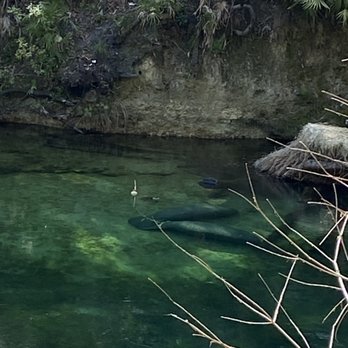 Blue Spring State Park - Manatee - Parks Near Me - Orange City, Florida Blue Spring State Park - Manatee - Parks Near Me - Orange City, Florida