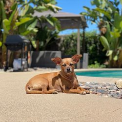Melrose La Brea Animal Hospital - Vet Los Angeles, CA