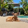 Melrose La Brea Animal Hospital gift card