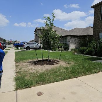 Ash Tree Service - After - Tree Services Near Me Ash Tree Service - After - Tree Services Near Me
