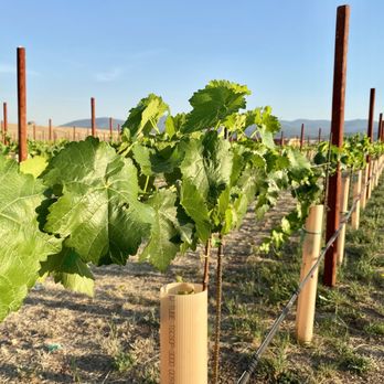 Tierra Madre Vineyards - The vines - Wineries Near Me - Young, Arizona Tierra Madre Vineyards - The vines - Wineries Near Me - Young, Arizona