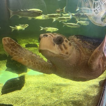 Sea Turtle - Aquariums Near Me - South Padre Island, Texas Sea Turtle - Aquariums Near Me - South Padre Island, Texas