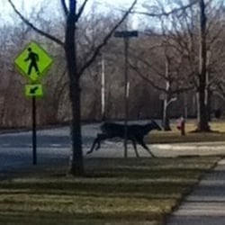 Highland Park AYSO - Our deer use the crosswalk like polite deer