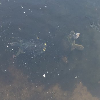 Crandon Park - Friendly Turtles - Parks Near Me - Key Biscayne, Florida