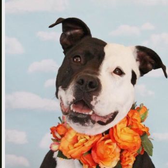 What's Up Dog? - My pit bull - Pet Training Near Me What's Up Dog? - My pit bull - Pet Training Near Me