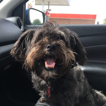 Fur Paws - Pet Groomers Near Me - Houston, Texas Fur Paws - Pet Groomers Near Me - Houston, Texas