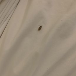 Roach