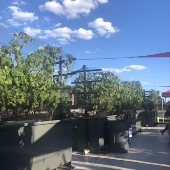 Rooftop Reds - Grapes on the vine - Wineries Near Me - Brooklyn, New York