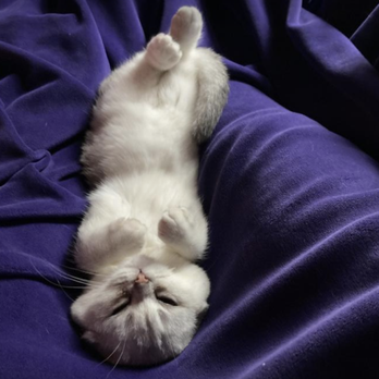 Queens Scottish Fold - Pet Breeders Near Me Queens Scottish Fold - Pet Breeders Near Me