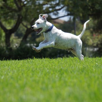 The Barking Lot - Stan's first day at the park. - Animal Shelters Near Me - Ramona, California