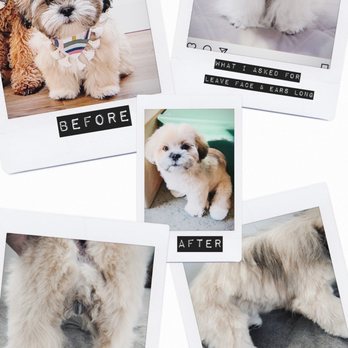 Blue Moon Pet Wash - Cut was poorly done and is uneven in many areas. - Pet Groomers Near Me - Fremont, California Blue Moon Pet Wash - Cut was poorly done and is uneven in many areas. - Pet Groomers Near Me - Fremont, California