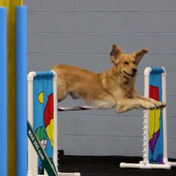 puppy classes shrewsbury