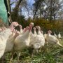Hickory Nut Gap Farm