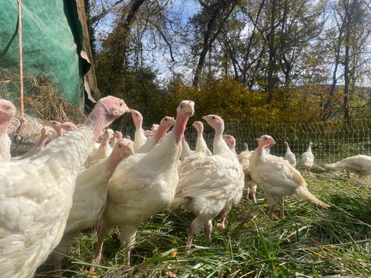 Hickory Nut Gap by null