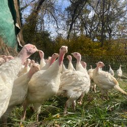 Hickory Nut Gap Farm - Turkeys in the field, grazing and enjoying that Pasture Raised life!
