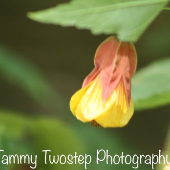 Hallberg Butterfly Gardens - Lantern flower - Local Flavor Near Me - Sebastopol, California