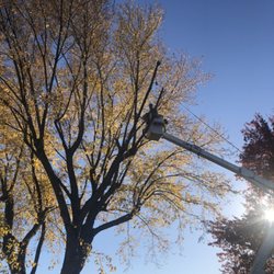 Father & Son Tree Service - Reduction trimming before.