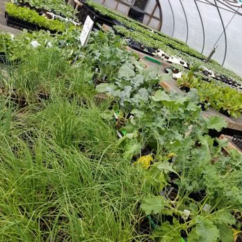 Lancaster Gardens - vegetable starts - Nurseries & Gardening Near Me - Lancaster, Massachusetts