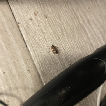 Harvester Motel - A tiny insect is on a light-colored wooden floor next to a black object, possibly a vacuum or similar device. - Hotels Near Me - Plano, Illinois