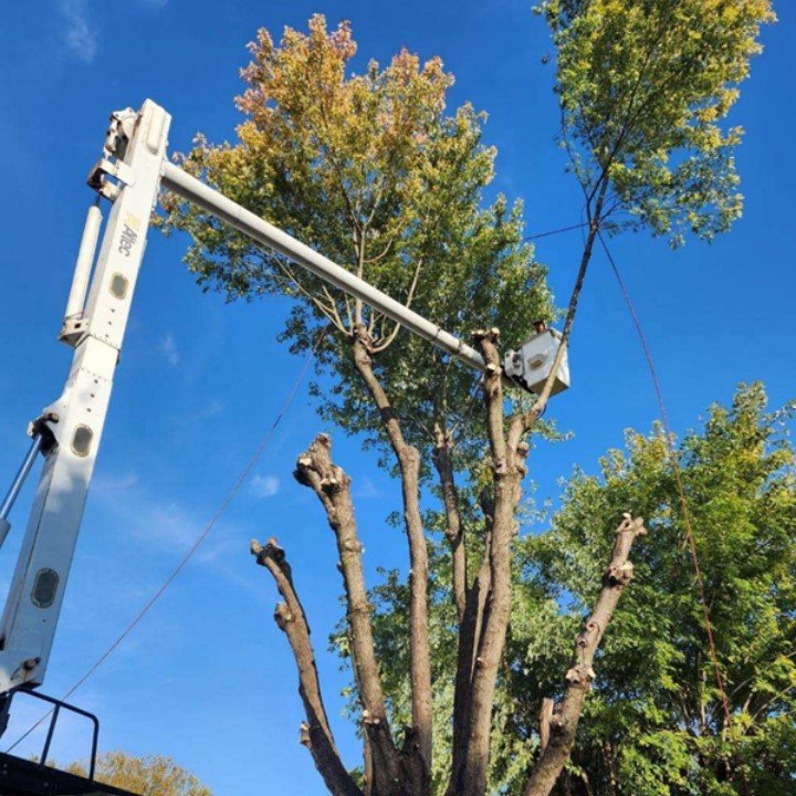 B&G Tree Service - tree service in Middletown, OH