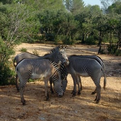 Parc Zoologique de Montpellier - Parc zoologique du Lunaret Montpellier Zèbres
