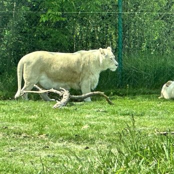African Lion Safari - Zoos Near Me - Cambridge, Ontario African Lion Safari - Zoos Near Me - Cambridge, Ontario