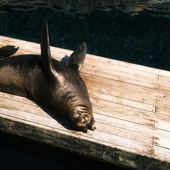 Vancouver Aquarium - Aquariums Near Me - Vancouver, British Columbia