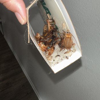 Sutton Place - Roaches in a trap that was laid out for less then 5 hours - Apartments Near Me - Westminster, California Sutton Place - Roaches in a trap that was laid out for less then 5 hours - Apartments Near Me - Westminster, California