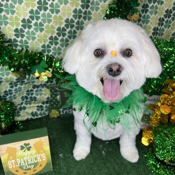 Bows Bones & Scissors Pet Grooming - Chanel - Pet Groomers Near Me Bows Bones & Scissors Pet Grooming - Chanel - Pet Groomers Near Me