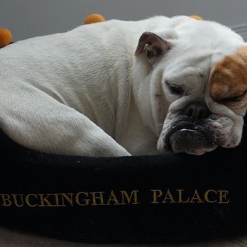 Can-Do Pet Services - My Bulldog Georgie Girl. - Pet Sitting Near Me Can-Do Pet Services - My Bulldog Georgie Girl. - Pet Sitting Near Me