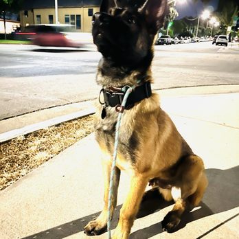 Wild Canine Training - Pet Training Near Me