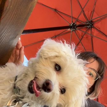 Dog Academy - Staying out of the sun. - Pet Training Near Me - Sioux Falls, South Dakota Dog Academy - Staying out of the sun. - Pet Training Near Me - Sioux Falls, South Dakota
